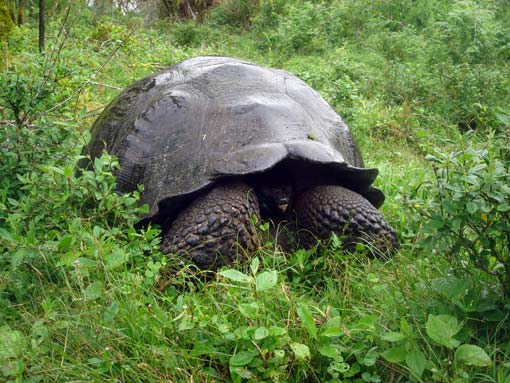 Kæmpe skildpadde