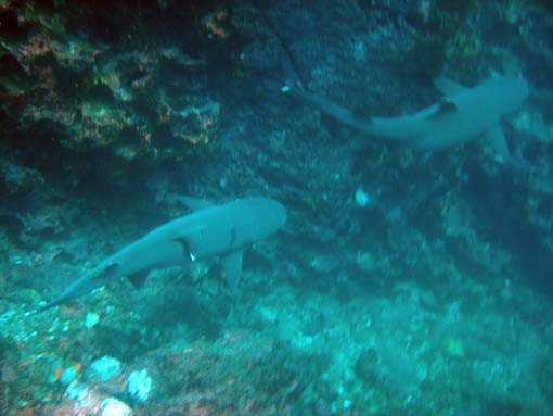 Whitetip sharks
